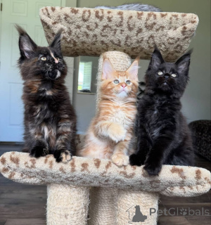 Photo №4. I will sell maine coon in the city of Alberta Beach. breeder - price - negotiated