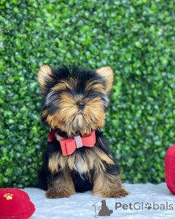Photo №1. yorkshire terrier - for sale in the city of Pennsylvania Furnace | negotiated | Announcement № 149979