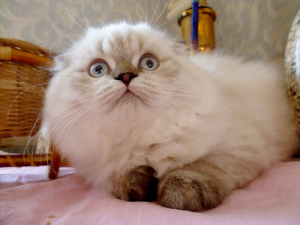 Photo №4. I will sell scottish fold in the city of Chelyabinsk. private announcement - price - 164$