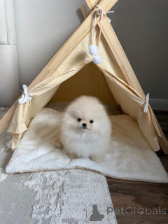 Photo №1. pomeranian - for sale in the city of Wrocław | negotiated | Announcement № 169335