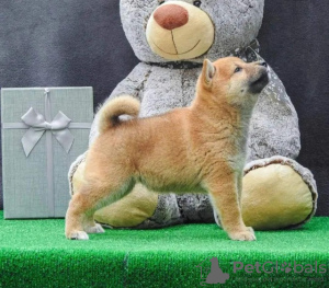 Additional photos: Shiba Inu puppies