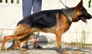 Photo №1. german shepherd - for sale in the city of Kiev | 600$ | Announcement № 7492