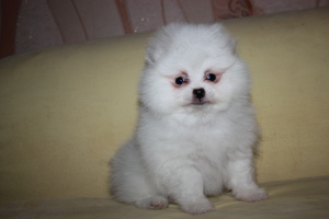 Photo №4. I will sell pomeranian in the city of Minsk. private announcement - price - 500$