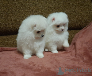 Photo №1. pomeranian - for sale in the city of Münster | negotiated | Announcement № 32662