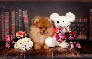 Photo №3. Pomeranochka orange-sable color. Belarus