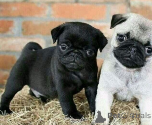 Photo №1. pug - for sale in the city of Vilnius | negotiated | Announcement № 162948