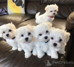 Photo №1. maltese dog - for sale in the city of Кайзерслаутерн | negotiated | Announcement № 32241