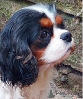 Photo №1. cavalier king charles spaniel - for sale in the city of Kruševac | negotiated | Announcement № 96089