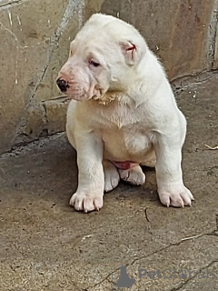 Photo №1. central asian shepherd dog - for sale in the city of White church | 624$ | Announcement № 30796