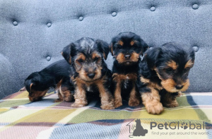 Photo №3. Teacup Yorkshire Terrier Puppy for free adoption. Germany