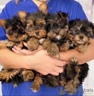 Photo №1. yorkshire terrier - for sale in the city of Гамбург | negotiated | Announcement № 48907