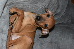 Photo №4. I will sell italian greyhound in the city of Obrenovac. breeder - price - negotiated