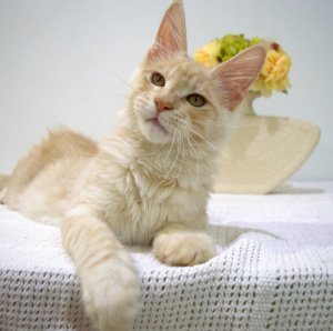 Photo №2 to announcement № 3264 for the sale of maine coon - buy in Belarus from nursery
