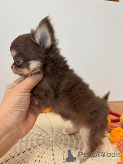Photo №1. chihuahua - for sale in the city of Ceske Budejovice | 258$ | Announcement № 173764