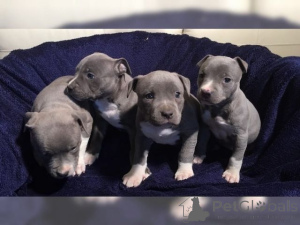 Photo №3. American Blue-Line Pit Bull Terrier puppies. United Kingdom