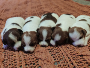 Photo №2 to announcement № 4456 for the sale of jack russell terrier - buy in Russian Federation breeder