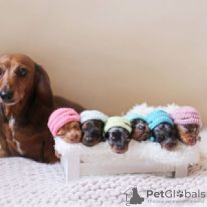 Photo №1. dachshund - for sale in the city of Hartford | 400$ | Announcement № 109923