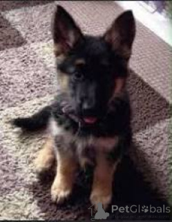 Photo №1. german shepherd - for sale in the city of Lisbon | 1032$ | Announcement № 165943