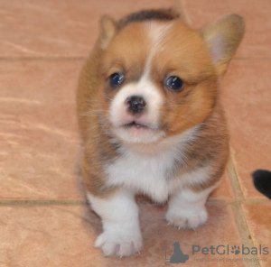 Photo №1. welsh corgi - for sale in the city of Frankpolis | 400$ | Announcement № 44886