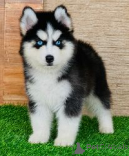 Photo №1. siberian husky - for sale in the city of Antwerp | Is free | Announcement № 165253