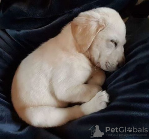 Photo №3. A GOLDEN LABRADOR PUPPY. France