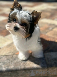 Photo №2 to announcement № 160548 for the sale of yorkshire terrier - buy in France 