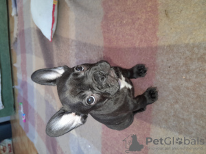 Photo №2 to announcement № 95740 for the sale of french bulldog - buy in Italy private announcement