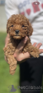 Additional photos: Little red poodle