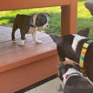 Photo №3. Boston Terrier puppies.. United Kingdom