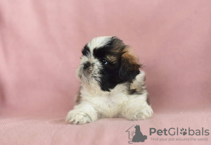Photo №1. shih tzu - for sale in the city of Wrocław | 532$ | Announcement № 15227