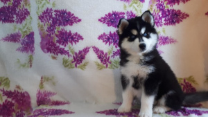 Photo №2 to announcement № 1431 for the sale of siberian husky - buy in Russian Federation private announcement