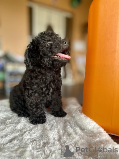 Photo №2 to announcement № 130483 for the sale of poodle (toy) - buy in France private announcement
