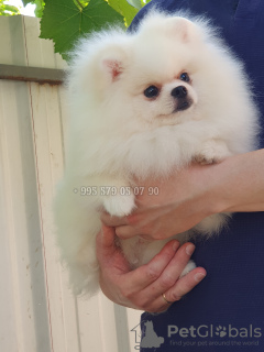 Photo №4. I will sell pomeranian in the city of Tbilisi. private announcement, breeder - price - negotiated