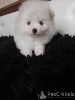 Photo №3. Spitz puppies in good hands. Russian Federation