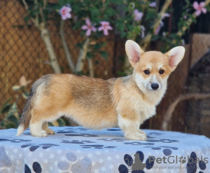 Photo №1. welsh corgi - for sale in the city of Bačka Topola | negotiated | Announcement № 118255