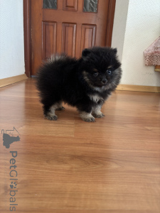Photo №1. pomeranian - for sale in the city of Москва | 406$ | Announcement № 144151