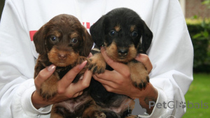 Photo №3. Dachshund puppies. Belgium