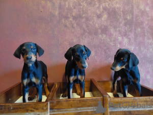 Additional photos: Purebred Doberman puppies for sale 2 months old.