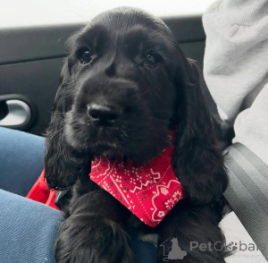 Photo №1. english cocker spaniel - for sale in the city of Warsaw | negotiated | Announcement № 164771