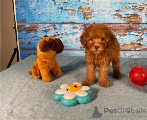 Photo №2 to announcement № 11037 for the sale of poodle (toy) - buy in United States private announcement