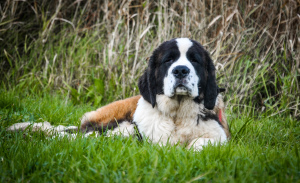 Photo №2 to announcement № 3567 for the sale of st. bernard - buy in Belarus 