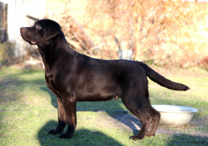 Photo №2 to announcement № 4733 for the sale of labrador retriever - buy in Ukraine breeder