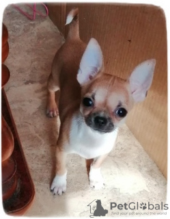 Photo №1. chihuahua - for sale in the city of Naberezhnye Chelny | 391$ | Announcement № 48365