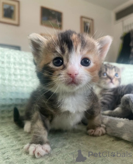 Photo №1. munchkin - for sale in the city of Hamburg | 329$ | Announcement № 149162