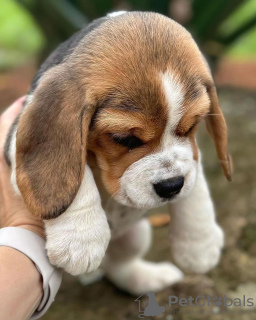 Photo №4. I will sell beagle in the city of Bonn. private announcement - price - 380$