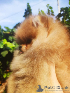 Additional photos: Pomeranian, beautiful puppies