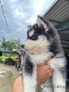 Photo №2 to announcement № 165567 for the sale of siberian husky - buy in United Kingdom private announcement, breeder