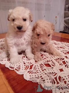 Additional photos: A toy poodle and a toy poodle