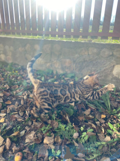 Photo №2 to announcement № 28862 for the sale of bengal cat - buy in United Kingdom private announcement, from nursery, breeder