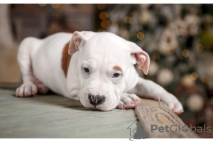 Photo №4. I will sell american staffordshire terrier in the city of Москва. from nursery, breeder - price - 991$